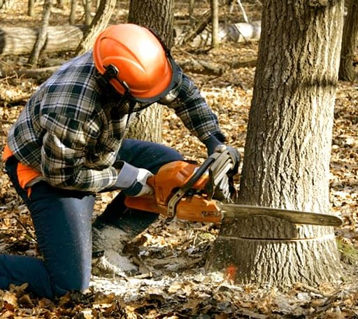 Tree Removal in Raven, VA